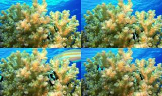 梦幻西游手游海底世界哪个最简单 qq梦幻海底世界辅助