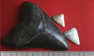 什么是世界上最稀有的动物 世界上最稀有的鲨鱼